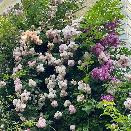 Former Railway Keeper's House With Rose Garden * Frontenac (Lot)